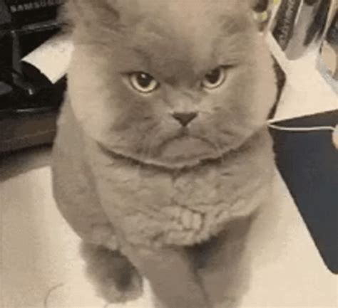 angry cat gif|angry cat transparent.